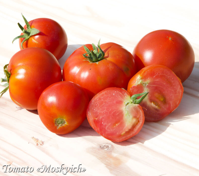 Tomato Moskvich, Томат Москвич